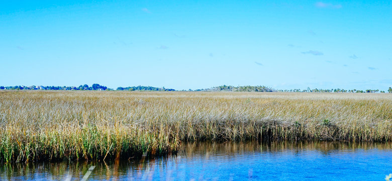 Beautiful Florida Swamp Winter Landscape