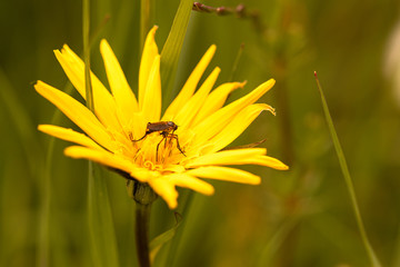 blühender Wiesenbocksbart