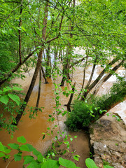flooded riverbank