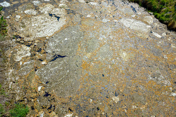Tree seeds covering the water surface