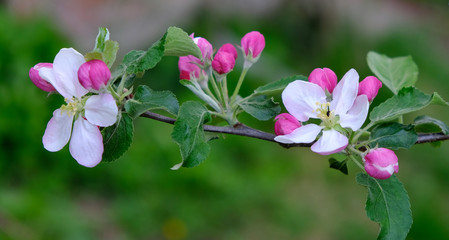Fototapeta premium Blooming apple trees in spring park close up