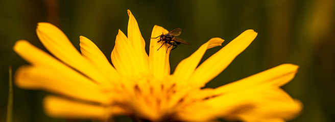 blühender Wiesenbocksbart © Bruno Mader