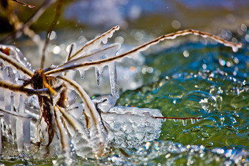 ice covered branches