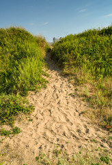 Path through sand dunes with foliage either side. No people