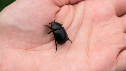 Coconut rhinoceros beetle (Oryctes rhinoceros). Big black bug in the hand of a woman lifted from the lawn.