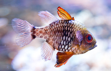 Fototapeta premium tropical fish in aquarium