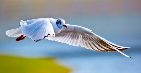 seagull in flight