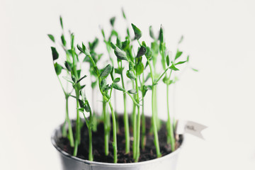 Micro Pea Shoots. Raw sprouts, microgreens, healthy eating concept. superfood grown at home