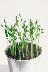 Fototapeta na wymiar Micro Pea Shoots. Raw sprouts, microgreens, healthy eating concept. superfood grown at home