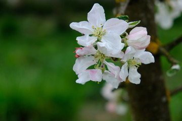 Apple Blossom. In the garden, apple trees bloomed. Spring collorites. For your design, posters, cards, congratulations, banners.