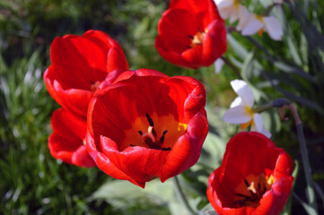 beautiful flowers of red tulips on a green background.