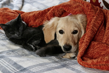 Best of friends between a Golden Retriever  puppy dog and a Russian Blue kitten cat together sleeping, playing, hugging, staring with trust and love. 
