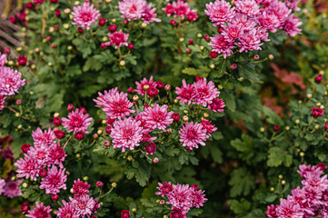 Chrysanthemums bloom beautifully in the summer in the garden.