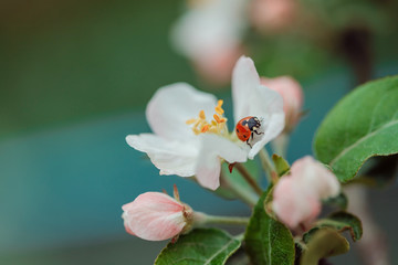 ladybug in spring on a flowering apple tree