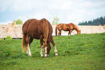Naklejka na ściany i meble Two horses grazing in a beautiful green pasture on a farm. Brown horses in a green pasture. Czech Republic