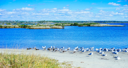 Seagull is resting in a Florida beach in the morning