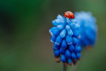 ladybug in spring on a beautiful blue flower