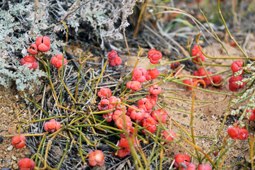 Ephedra berries growing in a natural habitat.