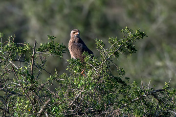 Jackal buzzard photographed in South Africa. Picture made in 2019.