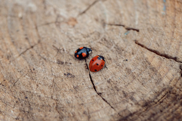 ladybug in spring on a sawn tree