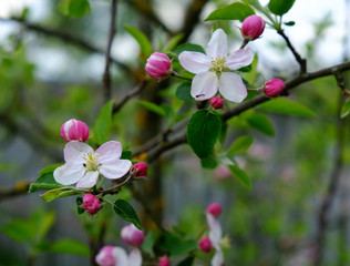 Blooming apple trees in spring park close up