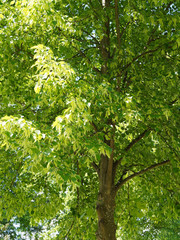 Sous un tilleul d'Europe (Tilia europaea) au feuillage dense vert printanier, aux rameaux gris brun