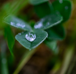 Water drops on beautiful tiny shiny leaf