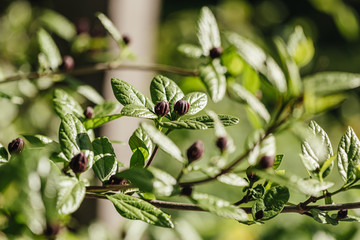 Spring in the garden. Buds of a blossoming magnolia. Close-up.