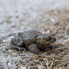 toad crossing the road with sandy ground with needles
