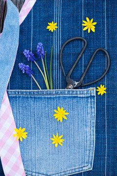 Secateurs with grape hyacinths in a jeans pocket