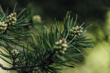 
Fir tree branch with green cones in the park in spring. Close-up.
