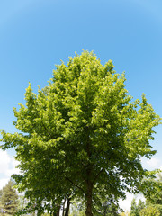Houppe de Tilleul commun ou tilia europaea au feuillage vert printanier, tronc droit et gris brun sous un ciel bleu