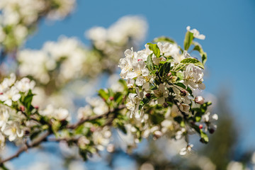 
Spring in the garden. Branch of a blossoming tree. Close-up.