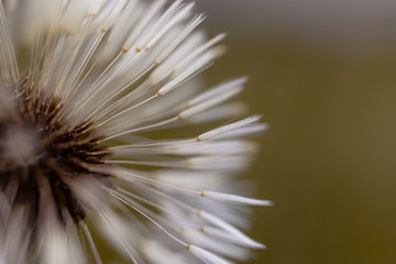 Close-up beautiful dandelion 