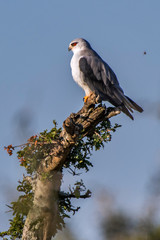 Black winged kite photographed in South Africa. Picture made in 2019.