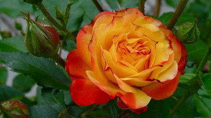 Orange yellow rose on green background, orange / gelbe Rose vor grünem Hintergrund.