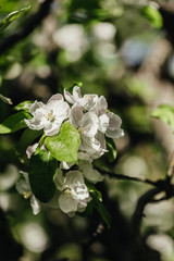 
Spring in the garden. Beautiful white flowers on a magnolia branch. Close-up.