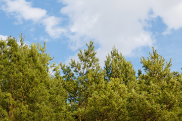 trees against a blue sky with clouds on a sunny day