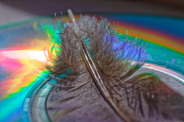 Close-up colorful feather