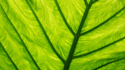 Green leaf closeup, leaf texture, natural green background, tropical plants macro shot