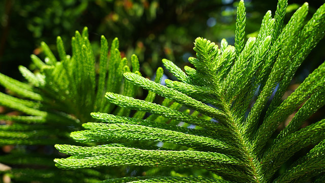 Natural green plant background .coniferous branches and leaves of Japanese cedar. needles growing up subtropical trees. composition of young branches. cryptomeria