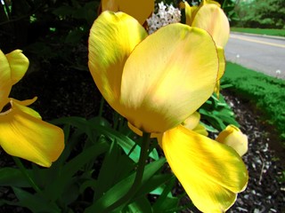 yellow tulips in the garden