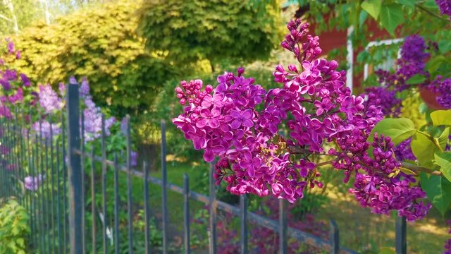 View through a lilac on a metal fence in nature