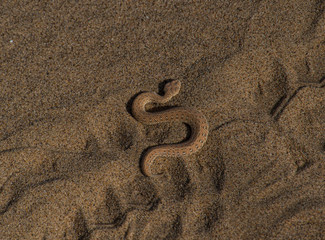 Fototapeta na wymiar serpent des sables