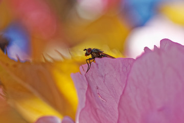 Close-up little fly in colorful flowers