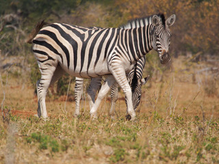 African zebra