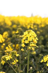 Yellow rape fields in countryside