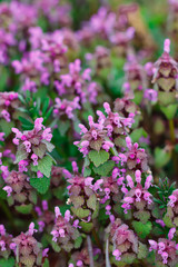 Wild field flowers in countryside 