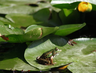 żaba © Renata