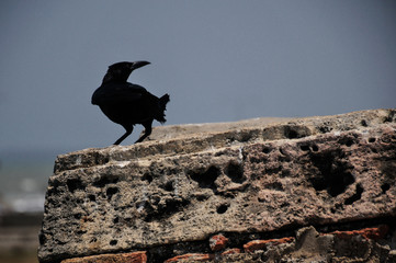 Gannet on Cartagena Walls,Colombia